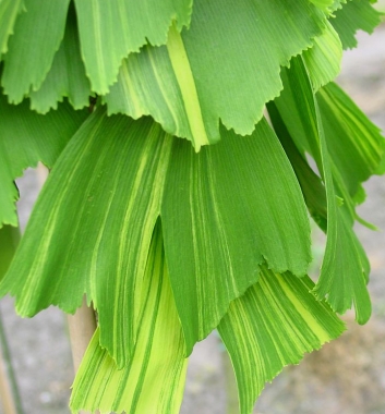 Miłorząb dwuklapowy (Ginkgo biloba) Californian Sunset